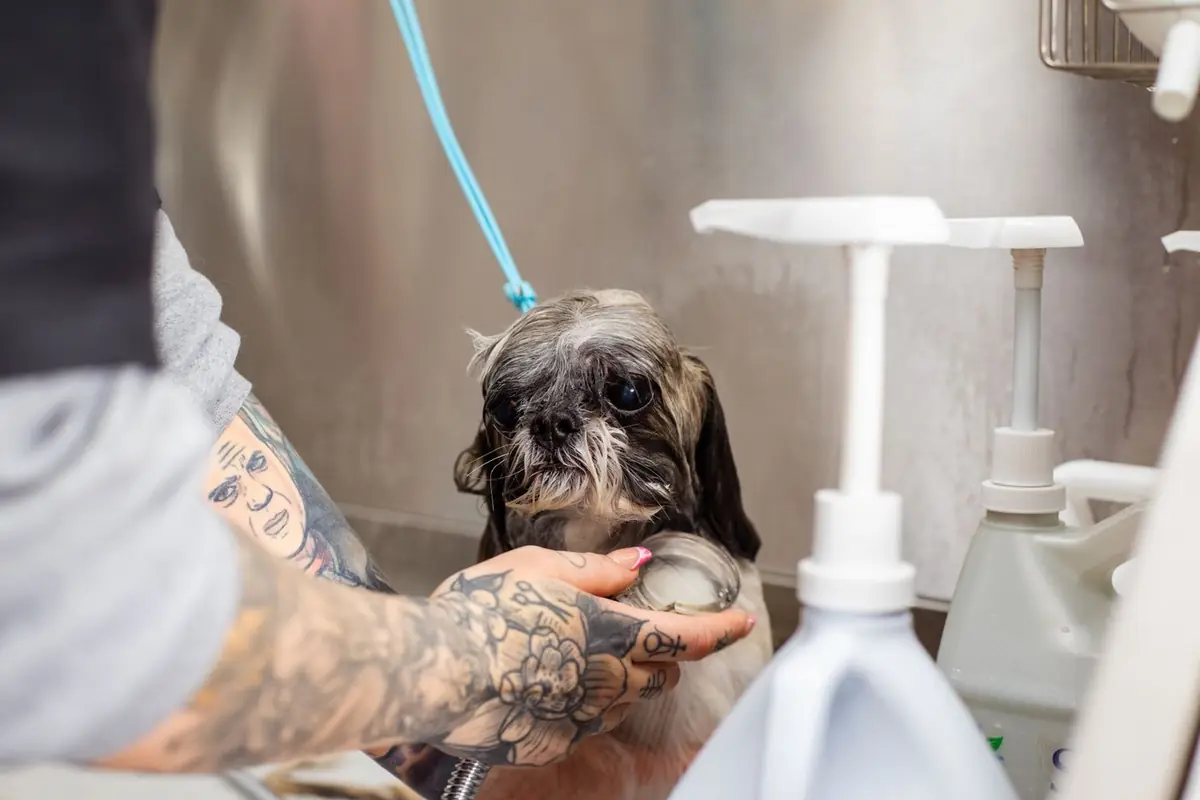 Shih Tzu being shampooed by a groomer in a bathing tub