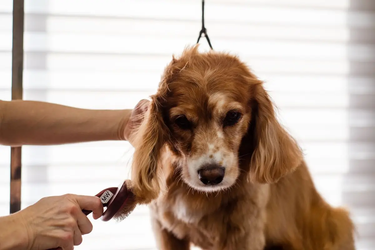 Groomer brushing out a spaniel's ears and coat with a slicker brush