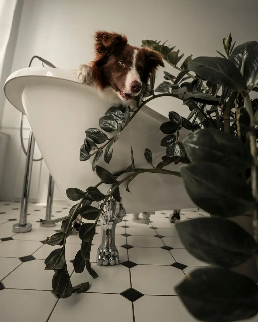 Dog peeking over the edge of a bathtub at home