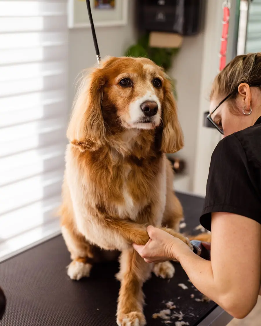 Groomer holding a long-haired dog's paw to trim its nails