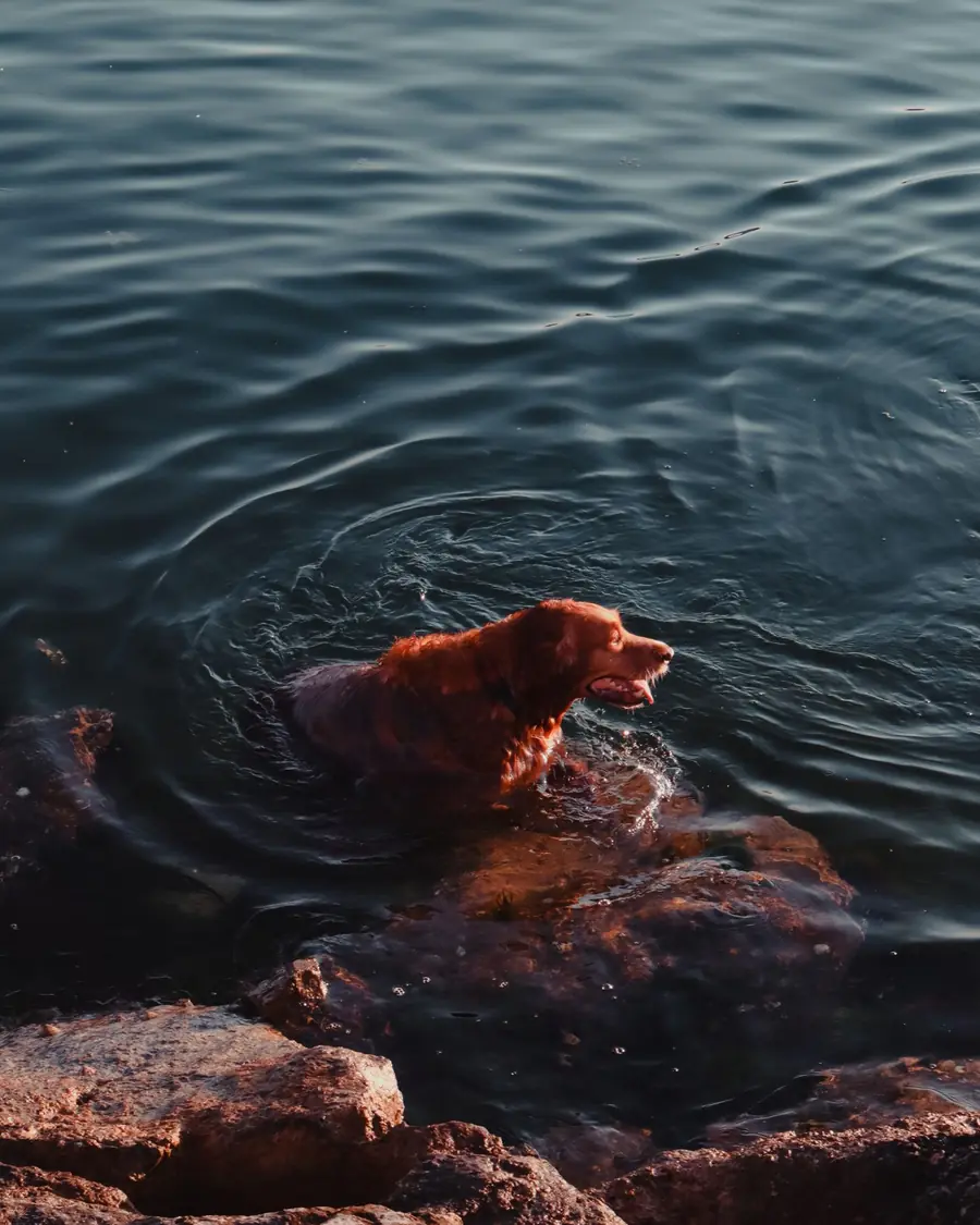 Golden retriever swimming in open water near a rocky shore
