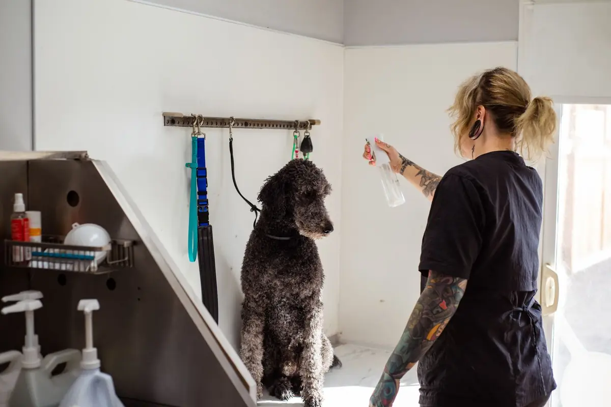 Groomer spraying a standard poodle on a grooming table during a full groom