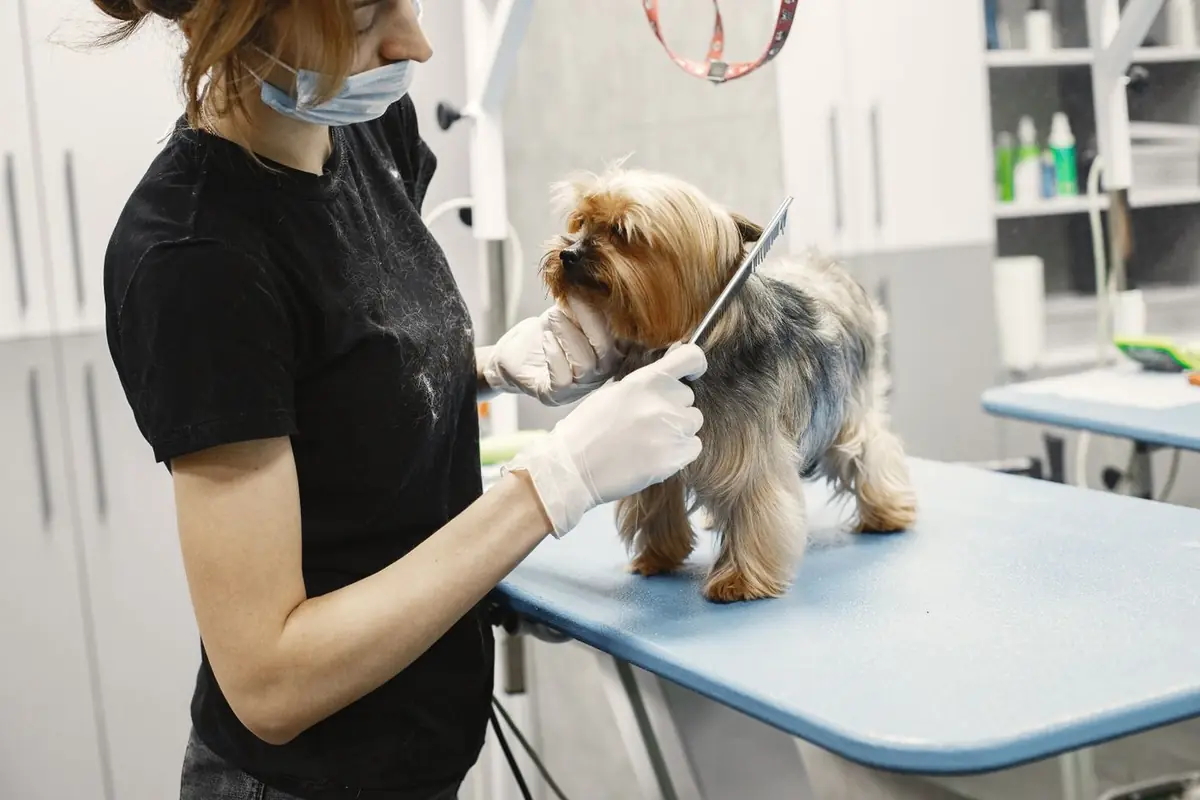 Groomer combing and trimming a small Yorkshire terrier on a grooming table
