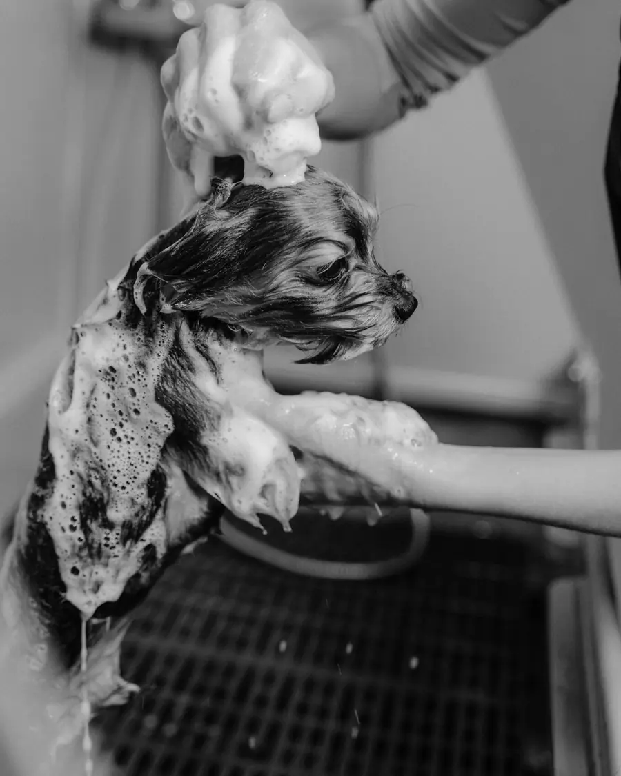 Small puppy getting a gentle sudsy bath in a grooming tub